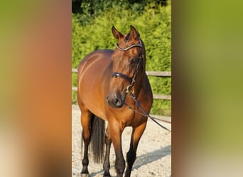 Holsteiner, Stute, 5 Jahre, 165 cm, Brauner
