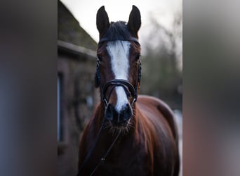 Holsteiner, Stute, 5 Jahre, 165 cm, Brauner