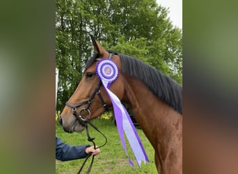 Holsteiner, Stute, 5 Jahre, 165 cm, Brauner