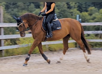 Holsteiner, Stute, 5 Jahre, 165 cm, Fuchs