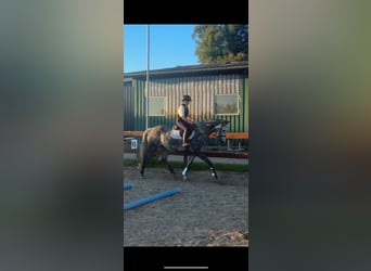 Holsteiner, Stute, 5 Jahre, 166 cm, Apfelschimmel