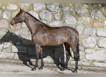 Holsteiner, Stute, 5 Jahre, 166 cm, Dunkelbrauner