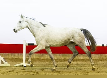 Holsteiner, Stute, 5 Jahre, 166 cm, Schimmel