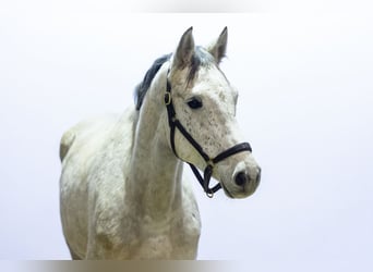 Holsteiner, Stute, 5 Jahre, 166 cm, Schimmel