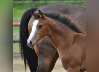 Holsteiner Mix, Stute, 5 Jahre, 167 cm, Brauner