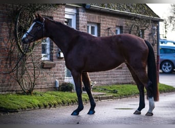 Holsteiner, Stute, 5 Jahre, 167 cm, Brauner