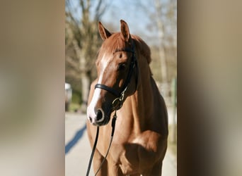 Holsteiner, Stute, 5 Jahre, 167 cm, Fuchs