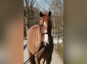 Holsteiner, Stute, 5 Jahre, 167 cm, Fuchs