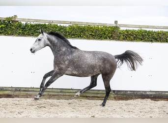 Holsteiner, Stute, 5 Jahre, 167 cm, Kann Schimmel werden