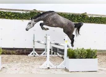 Holsteiner, Stute, 5 Jahre, 167 cm, Kann Schimmel werden