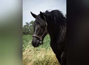 Holsteiner, Stute, 5 Jahre, 167 cm, Rappe