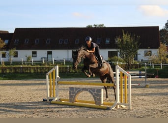 Holsteiner, Stute, 5 Jahre, 167 cm, Rappe