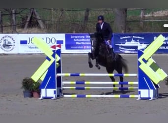 Holsteiner, Stute, 5 Jahre, 167 cm, Schimmel