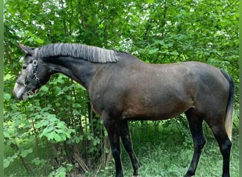Holsteiner, Stute, 5 Jahre, 167 cm, Schimmel