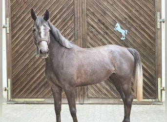 Holsteiner, Stute, 5 Jahre, 167 cm, Schimmel