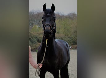 Holsteiner, Stute, 5 Jahre, 167 cm, Schwarzbrauner