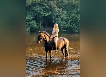 Holsteiner, Stute, 5 Jahre, 167 cm, Schwarzbrauner