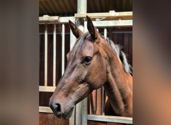 Holsteiner, Stute, 5 Jahre, 167 cm, Schwarzbrauner