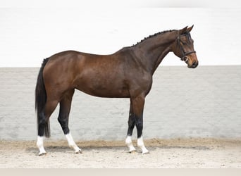 Holsteiner, Stute, 5 Jahre, 168 cm, Brauner