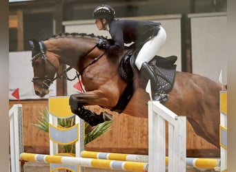 Holsteiner, Stute, 5 Jahre, 168 cm, Brauner