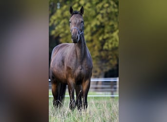 Holsteiner, Stute, 5 Jahre, 168 cm, Brauner