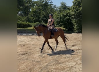 Holsteiner, Stute, 5 Jahre, 168 cm, Brauner