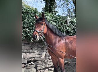 Holsteiner, Stute, 5 Jahre, 168 cm, Brauner