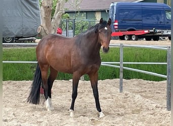Holsteiner, Stute, 5 Jahre, 168 cm, Dunkelbrauner