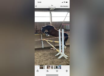 Holsteiner, Stute, 5 Jahre, 168 cm, Dunkelbrauner