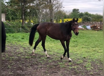 Holsteiner, Stute, 5 Jahre, 168 cm, Dunkelbrauner