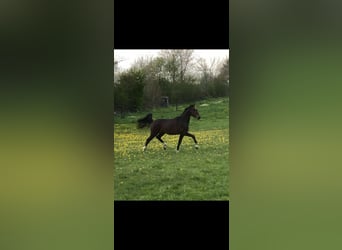 Holsteiner, Stute, 5 Jahre, 168 cm, Dunkelbrauner