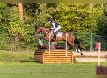 Holsteiner, Stute, 5 Jahre, 168 cm, Dunkelbrauner