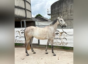 Holsteiner, Stute, 5 Jahre, 168 cm, Schimmel