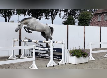Holsteiner, Stute, 5 Jahre, 168 cm, Schimmel