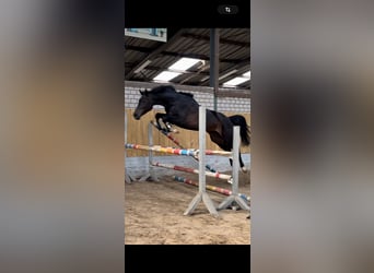 Holsteiner, Stute, 5 Jahre, 168 cm, Schwarzbrauner