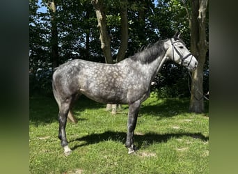 Holsteiner, Stute, 5 Jahre, 168 cm