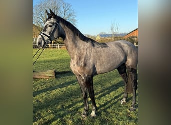 Holsteiner, Stute, 5 Jahre, 169 cm, Apfelschimmel