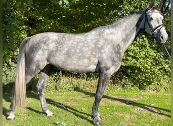Holsteiner, Stute, 5 Jahre, 169 cm, Apfelschimmel