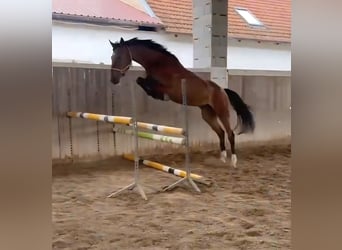 Holsteiner, Stute, 5 Jahre, 169 cm, Brauner