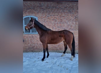 Holsteiner, Stute, 5 Jahre, 169 cm, Brauner