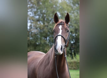 Holsteiner, Stute, 5 Jahre, 169 cm, Fuchs