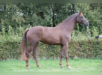Holsteiner, Stute, 5 Jahre, 169 cm, Fuchs