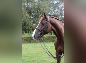 Holsteiner, Stute, 5 Jahre, 169 cm, Fuchs