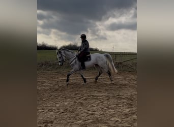 Holsteiner, Stute, 5 Jahre, 169 cm, Schimmel