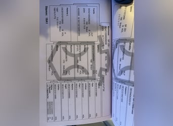 Holsteiner, Stute, 5 Jahre, 169 cm, Schimmel