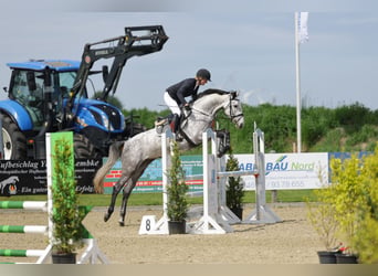 Holsteiner, Stute, 5 Jahre, 169 cm, Schimmel