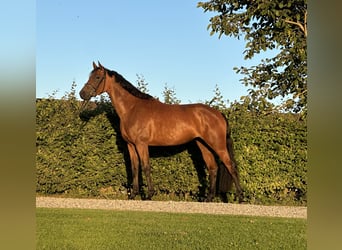 Holsteiner, Stute, 5 Jahre, 170 cm, Brauner