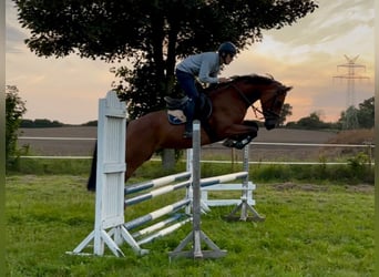 Holsteiner, Stute, 5 Jahre, 170 cm, Brauner