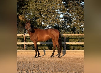 Holsteiner, Stute, 5 Jahre, 170 cm, Brauner