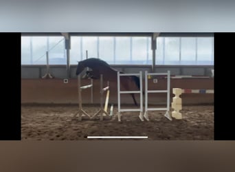 Holsteiner, Stute, 5 Jahre, 170 cm, Brauner